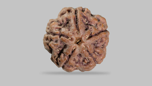 5 MUKHI RUDRAKSHA (22.30 mm)