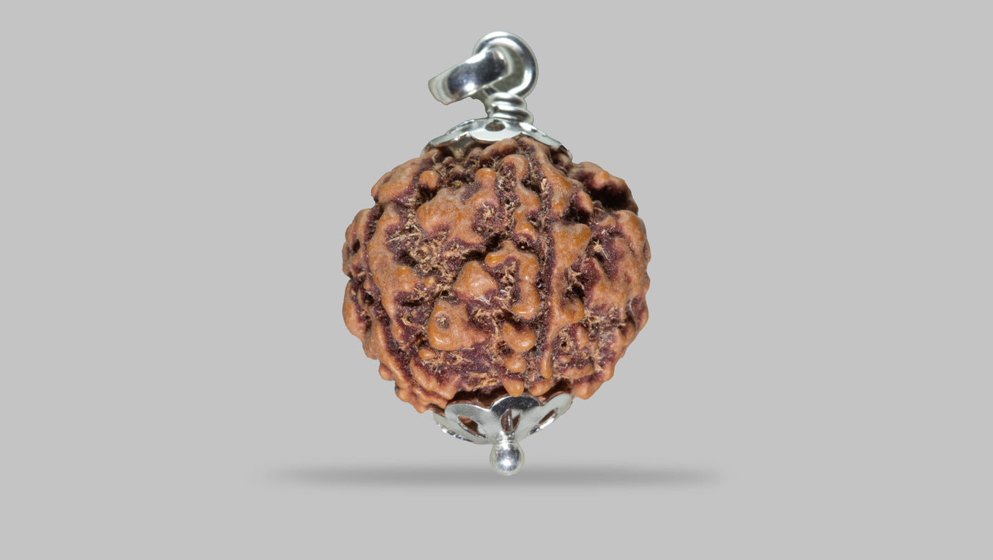 5 MUKHI RUDRAKSHA (22.45 mm)