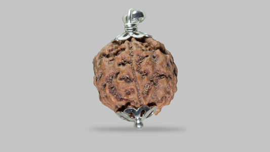 5 MUKHI RUDRAKSHA (22.71 mm)