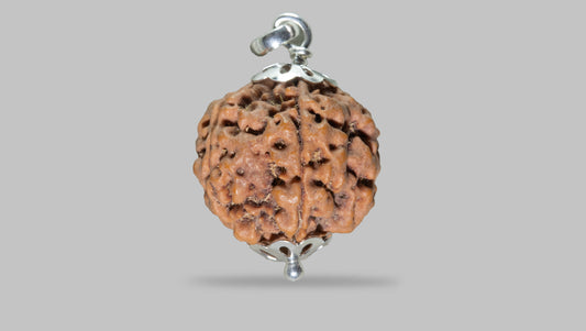 5 MUKHI RUDRAKSHA (23.55 mm)