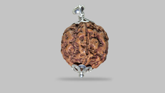 5 MUKHI RUDRAKSHA (22.11 mm)