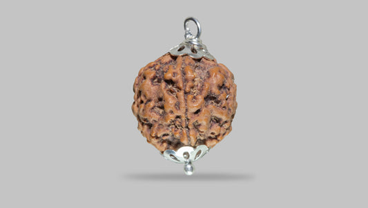 5 MUKHI RUDRAKSHA (21.96 mm)