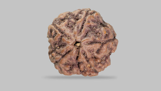 5 MUKHI RUDRAKSHA (21.85 mm)