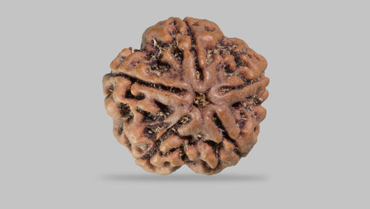5 MUKHI RUDRAKSHA (22.13 mm)