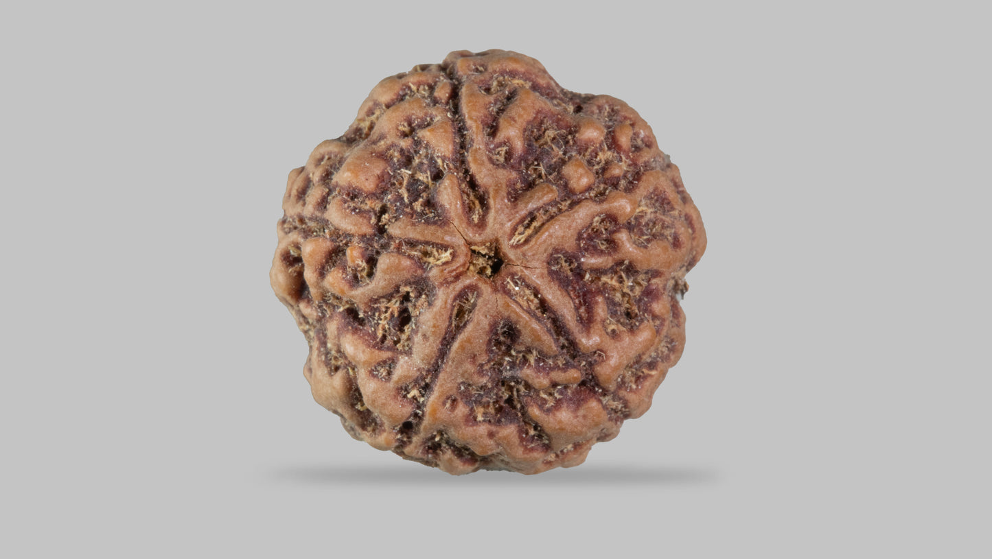5 MUKHI RUDRAKSHA (21.95 mm)
