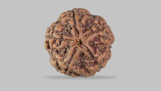 5 MUKHI RUDRAKSHA (21.95 mm)