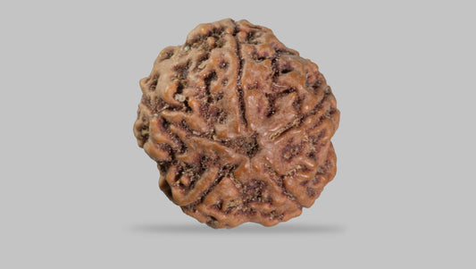 5 MUKHI RUDRAKSHA (22.61 mm)