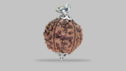 5 MUKHI RUDRAKSHA (23.58 mm)