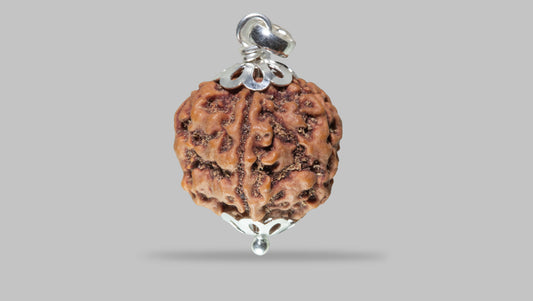 5 MUKHI RUDRAKSHA (22.36 mm)