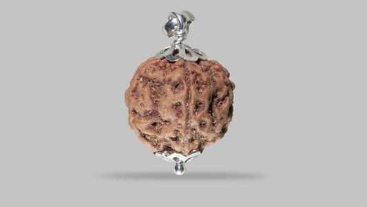 5 MUKHI RUDRAKSHA (22.65 mm)