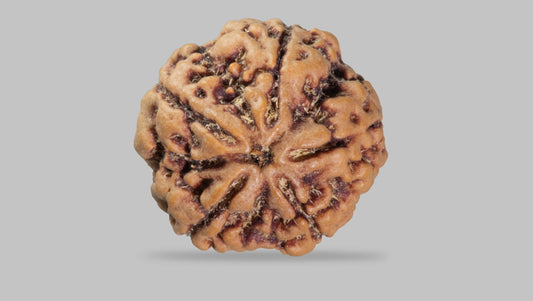 5 MUKHI RUDRAKSHA (21.75 mm)