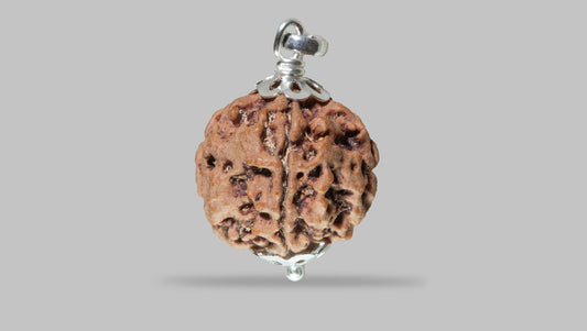 5 MUKHI RUDRAKSHA (23.44 mm)