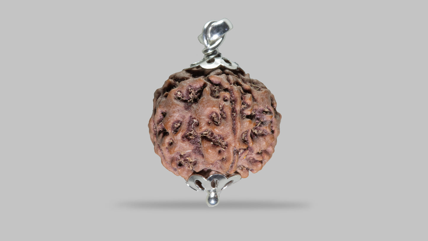 5 MUKHI RUDRAKSHA (22.85 mm)