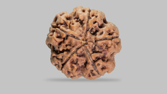 5 MUKHI RUDRAKSHA (22.75 mm)