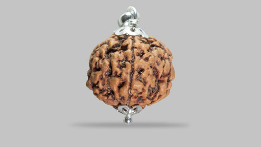 5 MUKHI RUDRAKSHA (23.18 mm)
