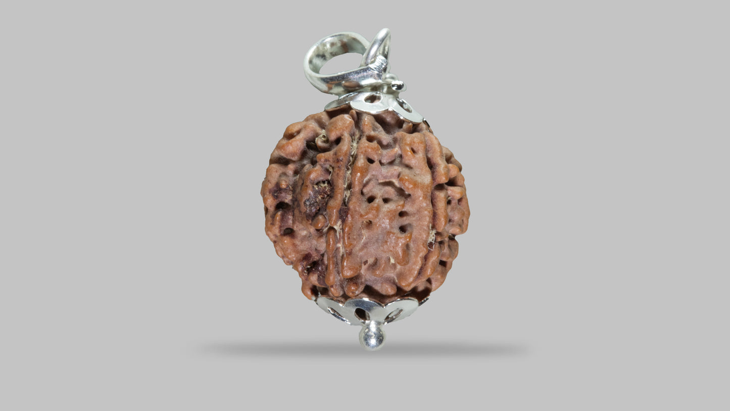 7 MUKHI RUDRAKSHA (20.25 mm)