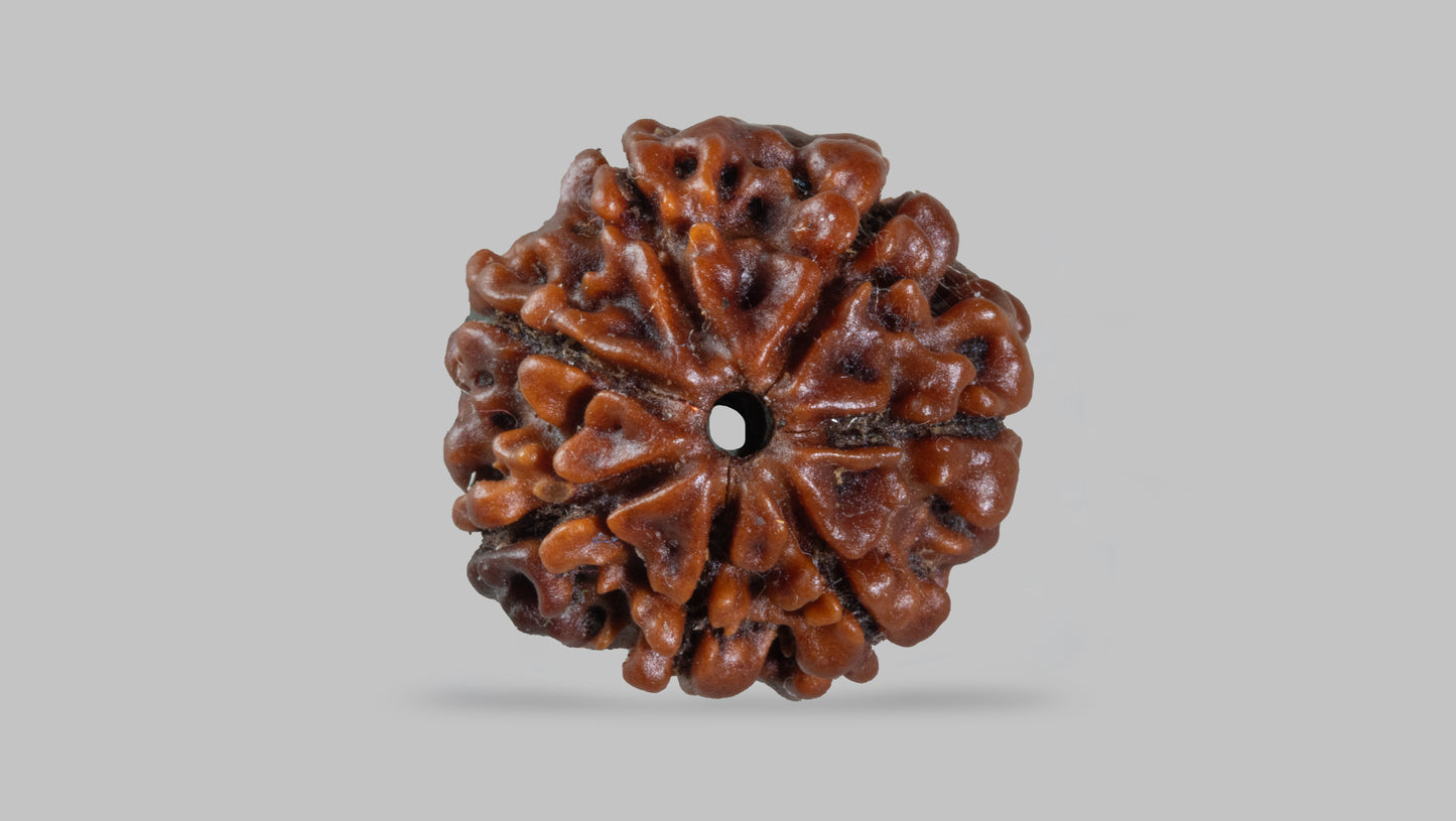 7 MUKHI RUDRAKSHA (18.51 mm)