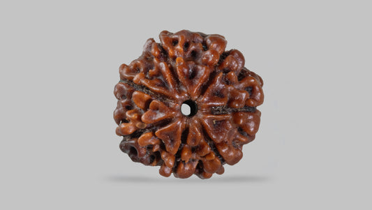 7 MUKHI RUDRAKSHA (18.51 mm)