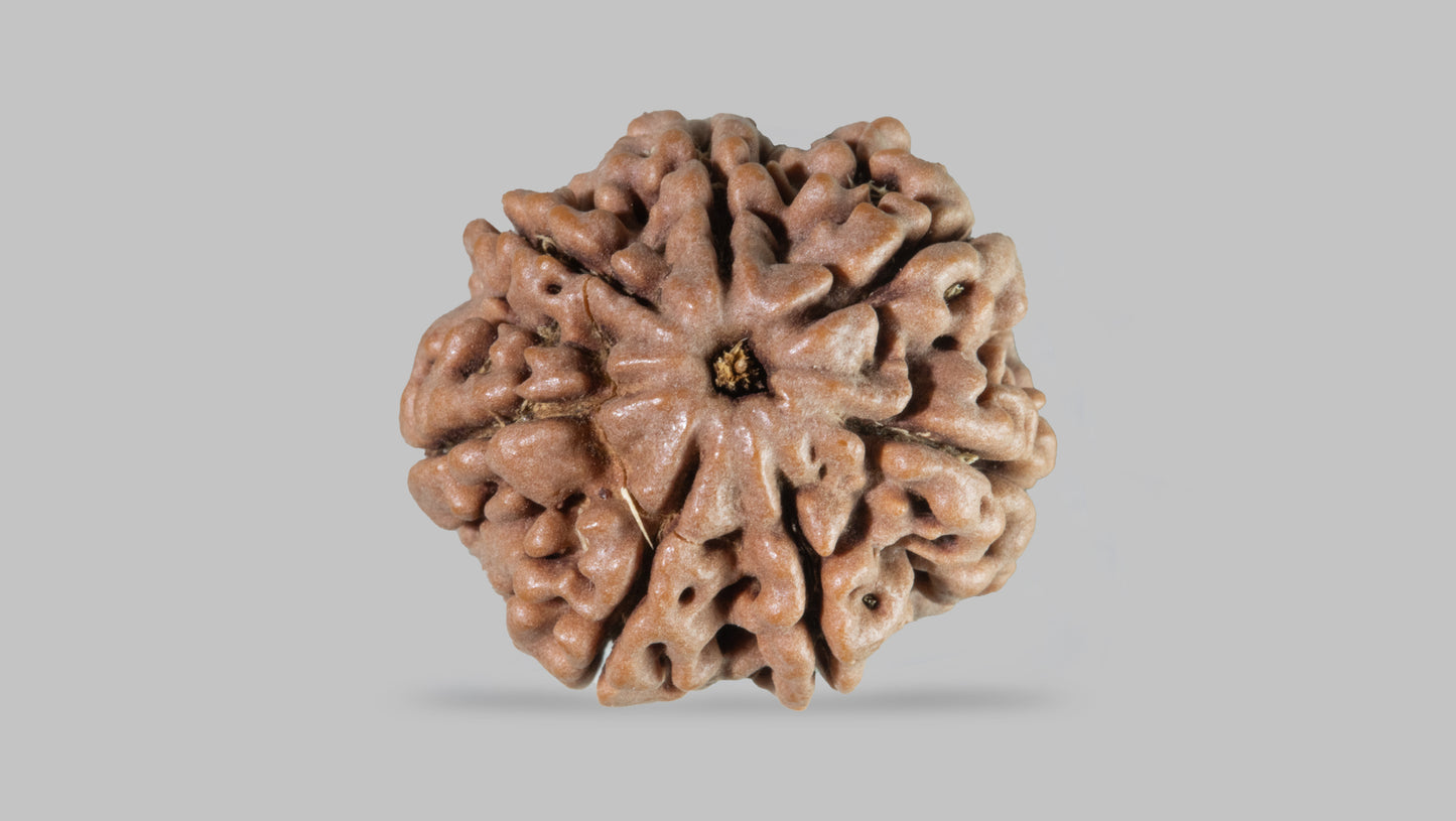 7 MUKHI RUDRAKSHA (21.80 mm)