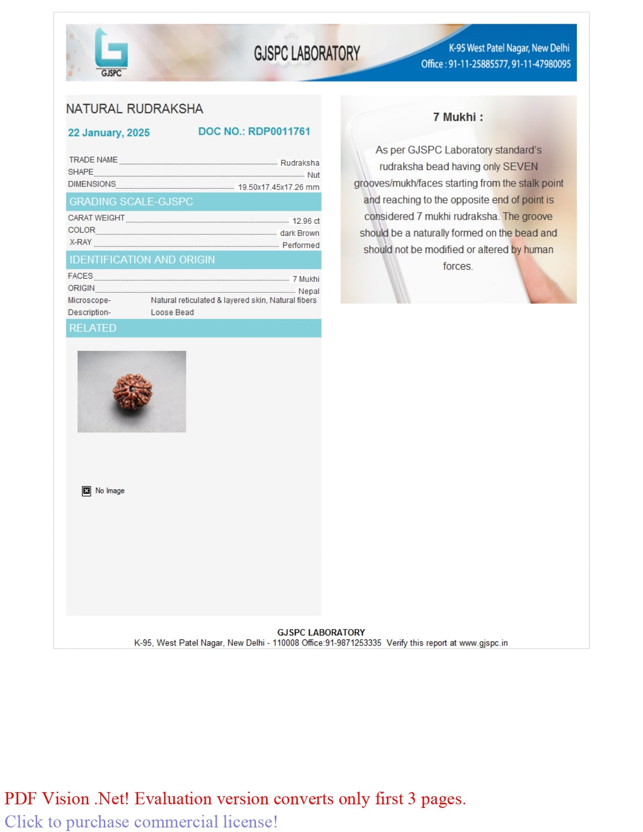 7 MUKHI RUDRAKSHA (19.50 mm)