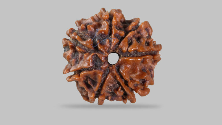 7 MUKHI RUDRAKSHA (17.88 mm)