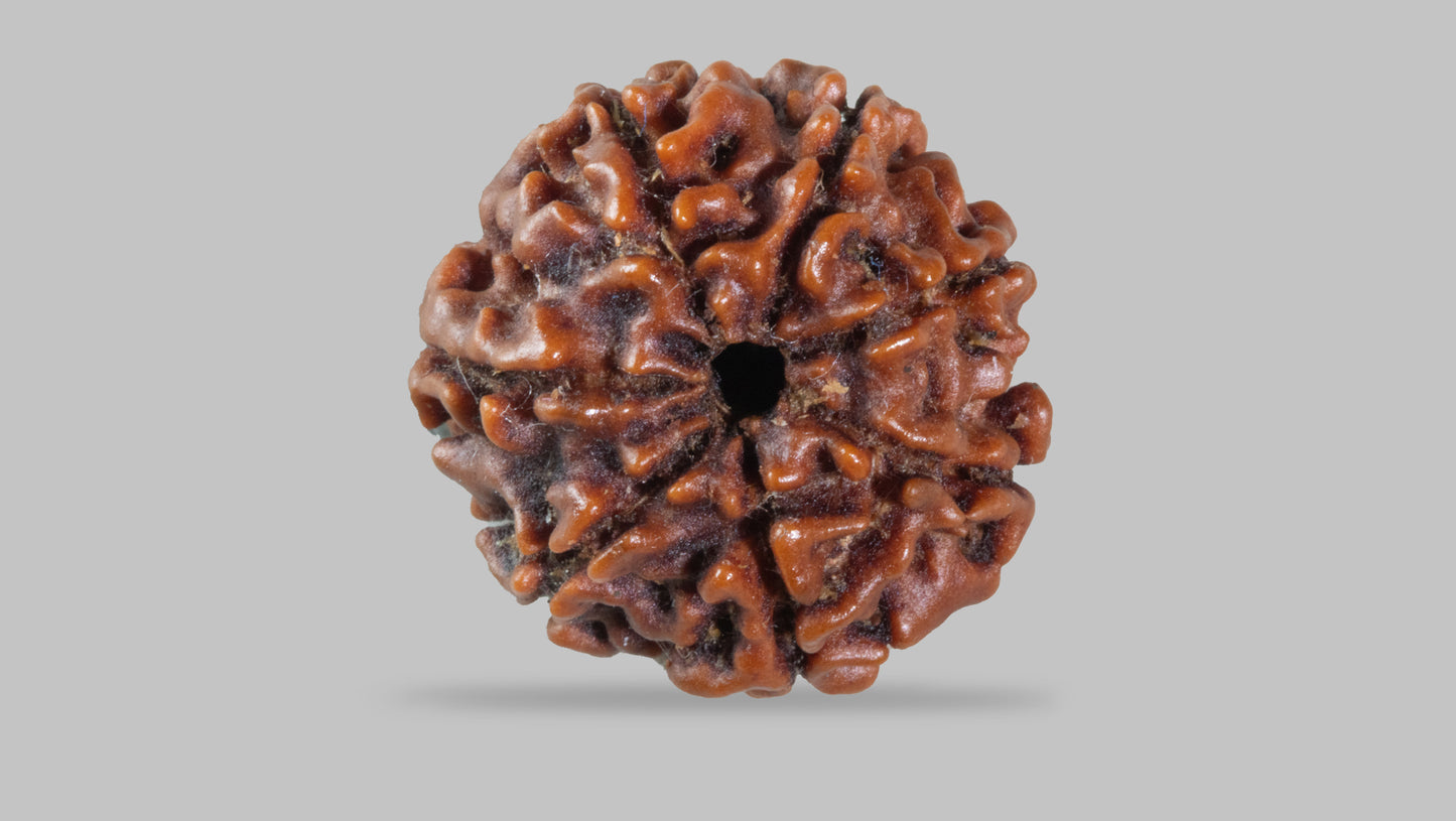 7 MUKHI RUDRAKSHA (17.70 mm)