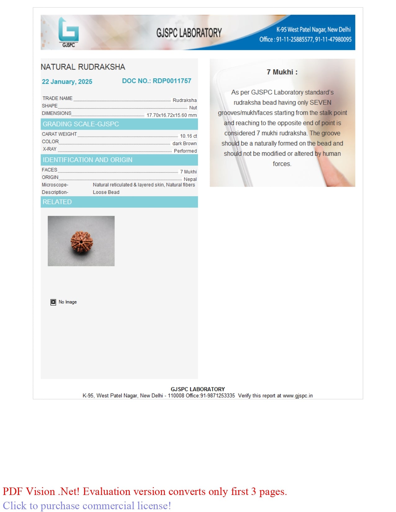 7 MUKHI RUDRAKSHA (17.70 mm)
