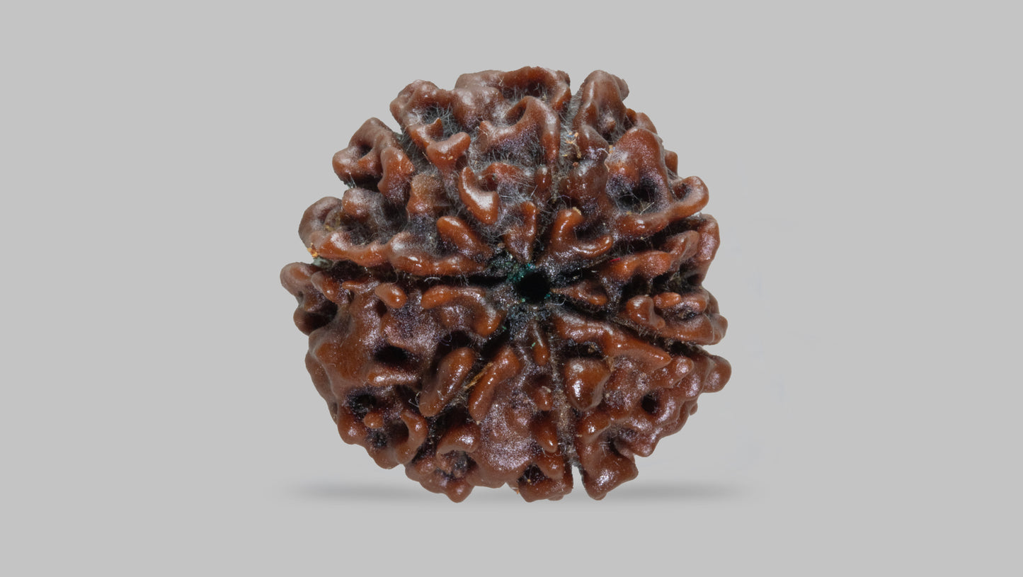 7 MUKHI RUDRAKSHA (17.50 mm)