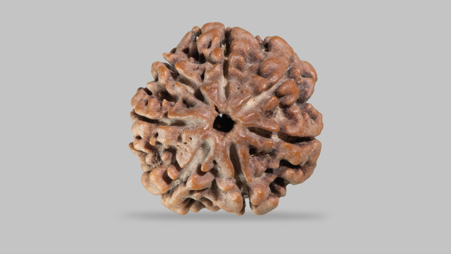 7 MUKHI RUDRAKSHA (21.88 mm)