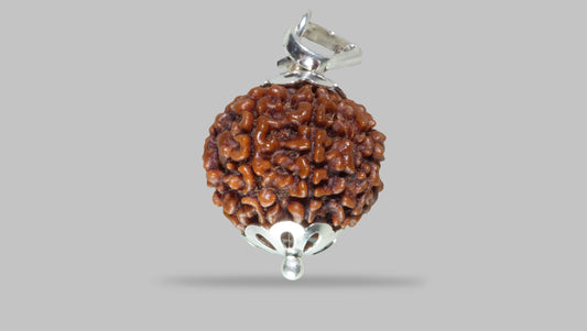 7 MUKHI RUDRAKSHA (19.22 mm)