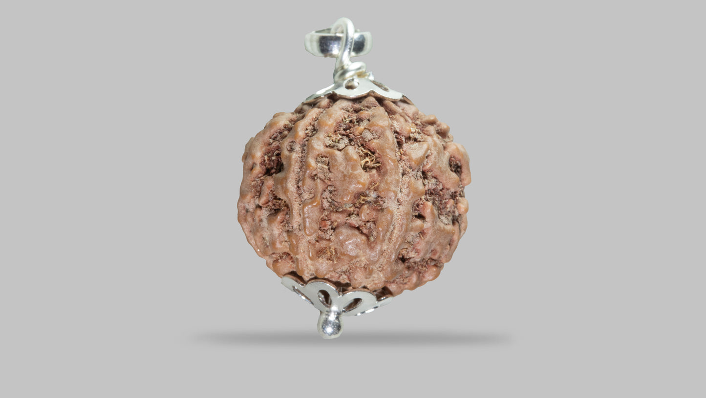 7 MUKHI RUDRAKSHA (21.79 mm)