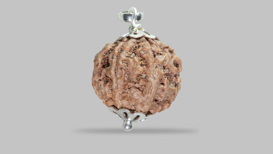 7 MUKHI RUDRAKSHA (21.79 mm)