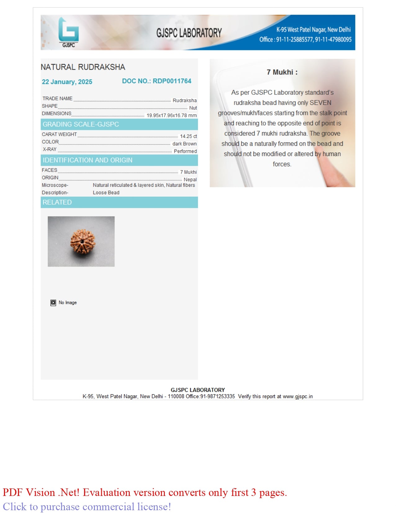 7 MUKHI RUDRAKSHA (19.95 mm)