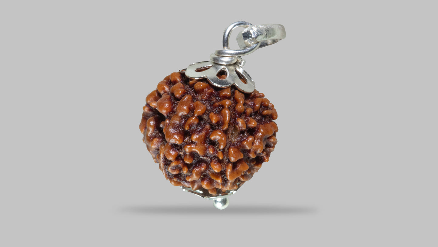 7 MUKHI RUDRAKSHA (19.35 mm)