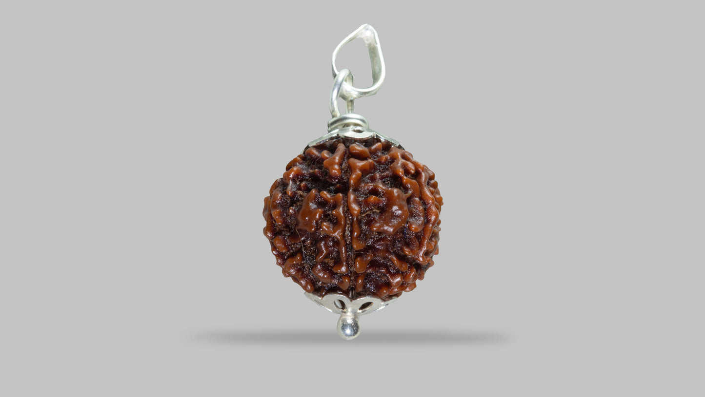 7 MUKHI RUDRAKSHA (19.11 mm)
