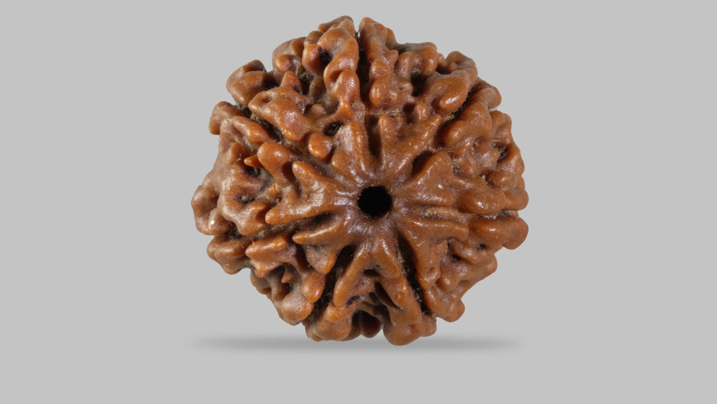 7 MUKHI RUDRAKSHA (19.80 mm)