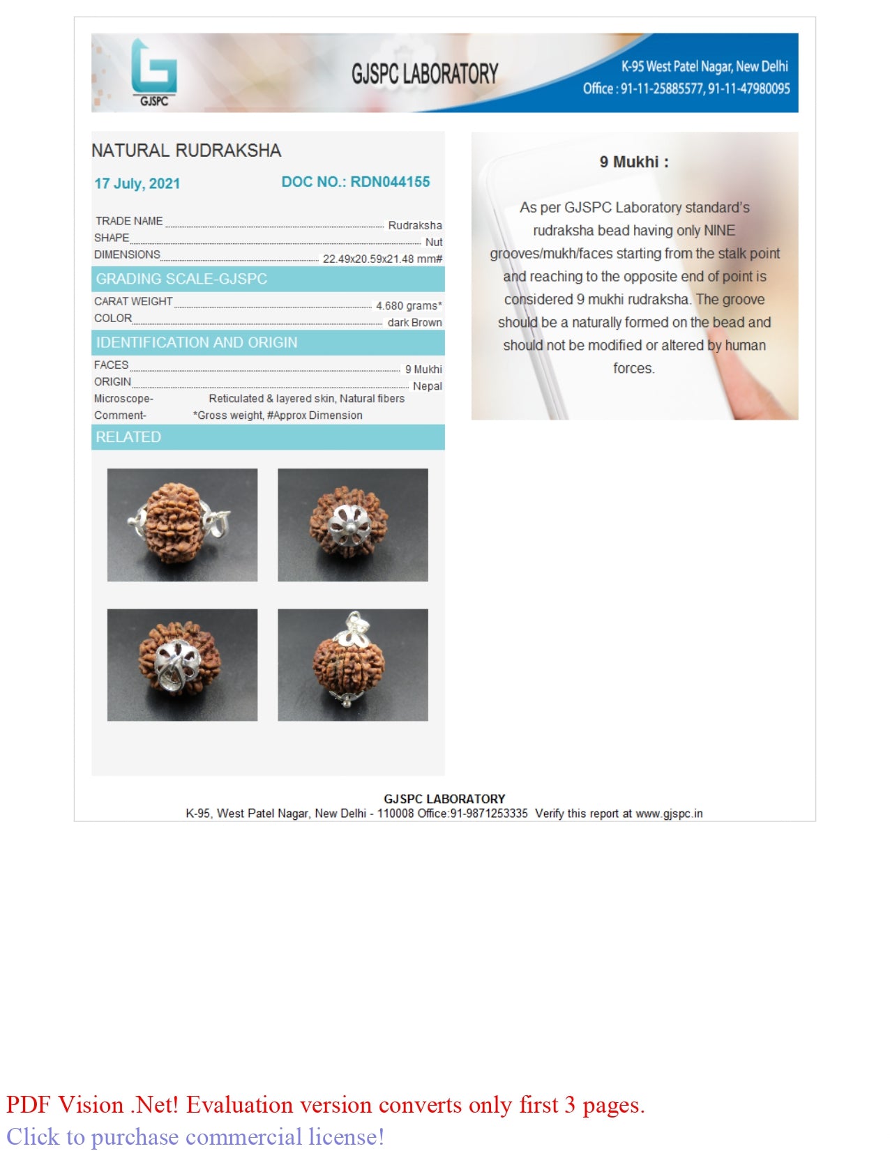 9 MUKHI RUDRAKSHA (22.49 mm)