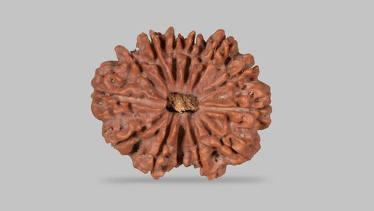 13 MUKHI RUDRAKSHA (29.75 mm)