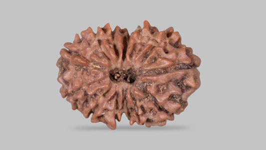 13 MUKHI RUDRAKSHA (23.65 mm)