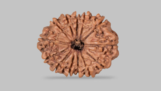 13 MUKHI RUDRAKSHA (27.42 mm)