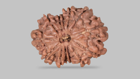 13 MUKHI RUDRAKSHA (22.90 mm)
