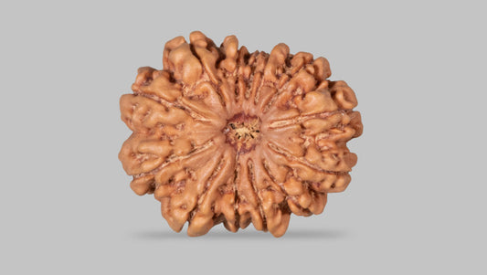 13 MUKHI RUDRAKSHA (29.04 mm)