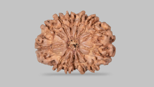 13 MUKHI RUDRAKSHA (22.83 mm)