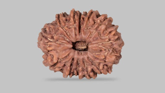13 MUKHI RUDRAKSHA (27.87 mm)