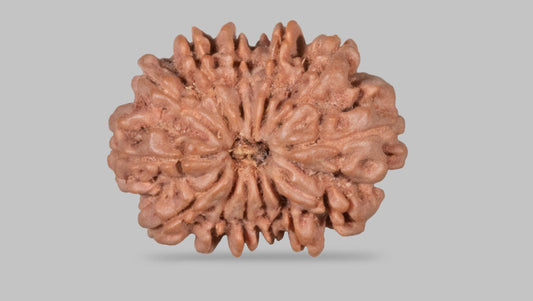 13 MUKHI RUDRAKSHA (28.15 mm)