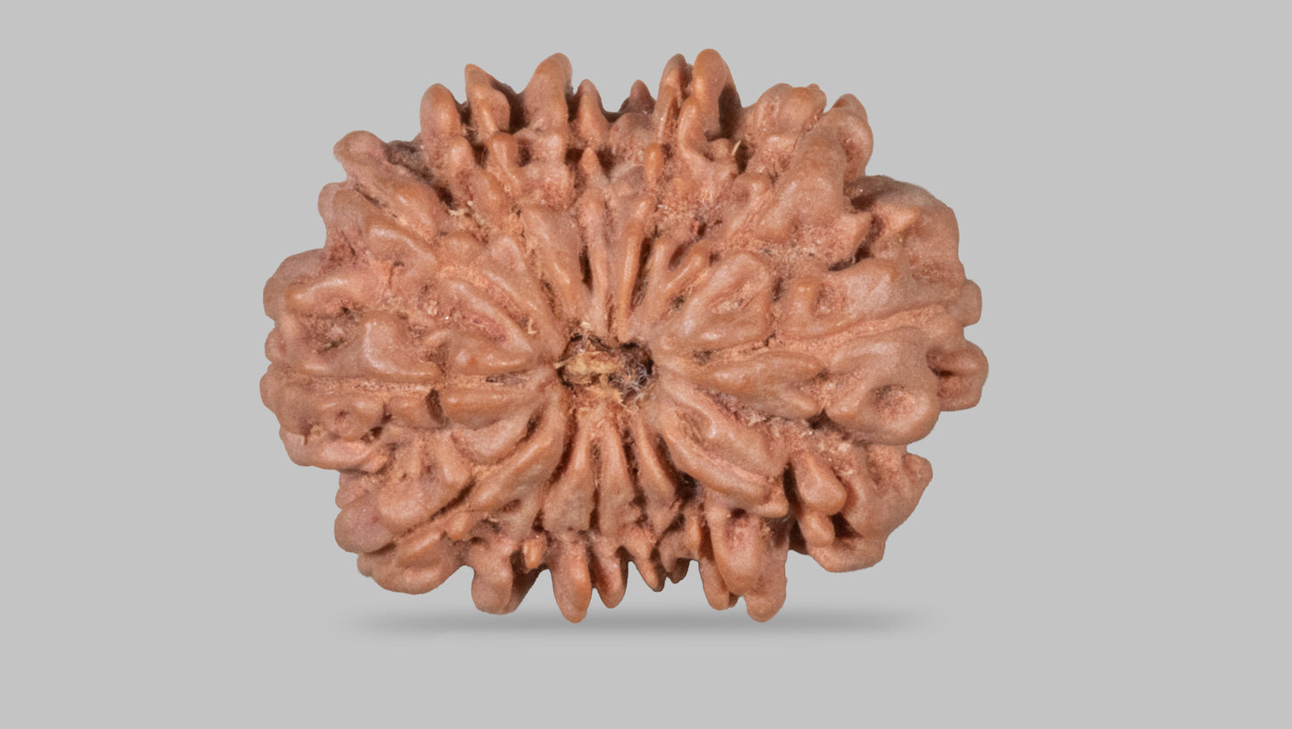 13 MUKHI RUDRAKSHA (28.15 mm)