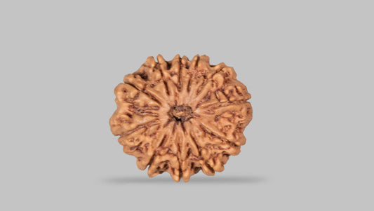 11 MUKHI RUDRAKSHA (27.41 mm)