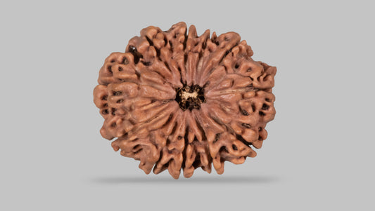 11 MUKHI RUDRAKSHA (30.96 mm)