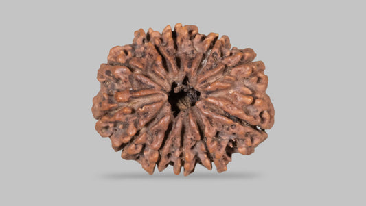 11 MUKHI RUDRAKSHA (31.65 mm)