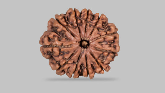 11 MUKHI RUDRAKSHA (28.30 mm)